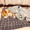 Autumn and winter warm thickened Sleeping mat dog house cat dog sleeping pad blanket warm mattress pet cushion